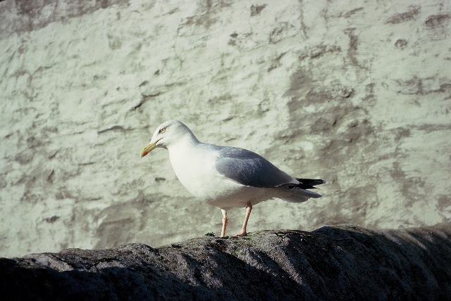 32. A herring gull on the Pentice wall in Fore Street