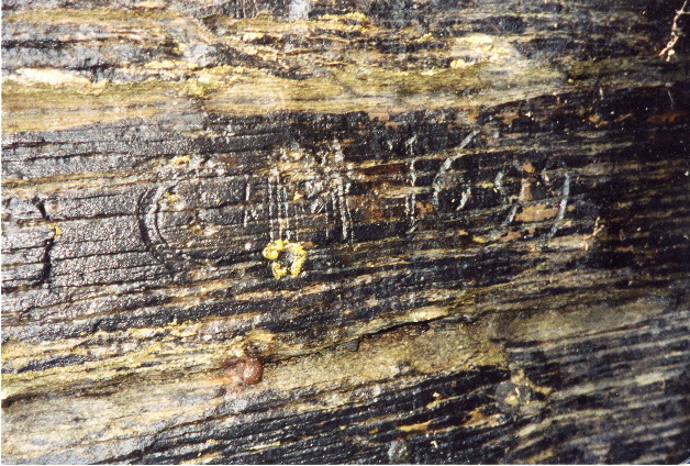 49. “CM 1699” inscription on a rock face on the Pine Awn side of Lobber Point